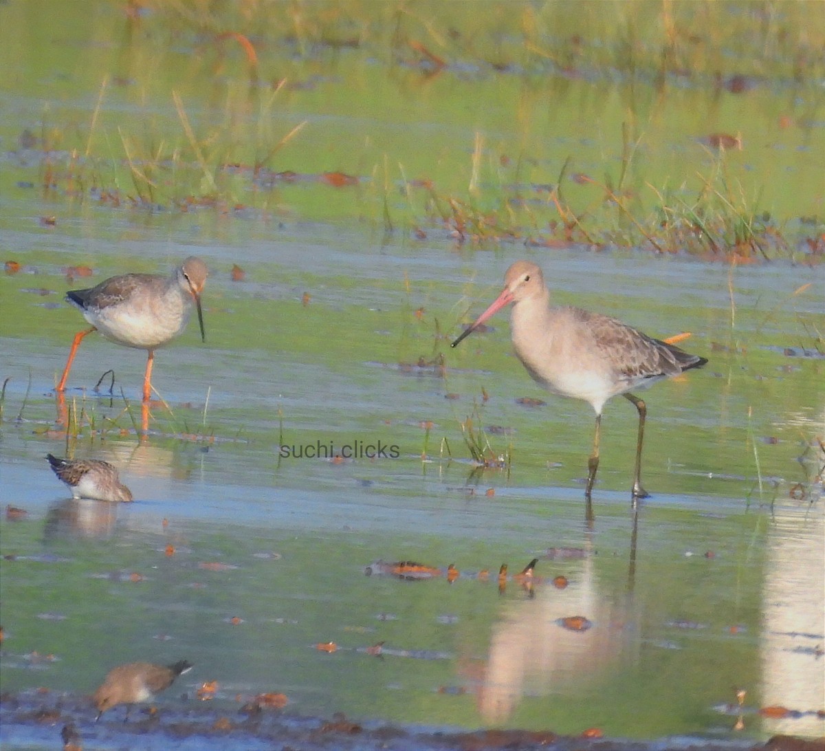 Spotted Redshank - ML646790875