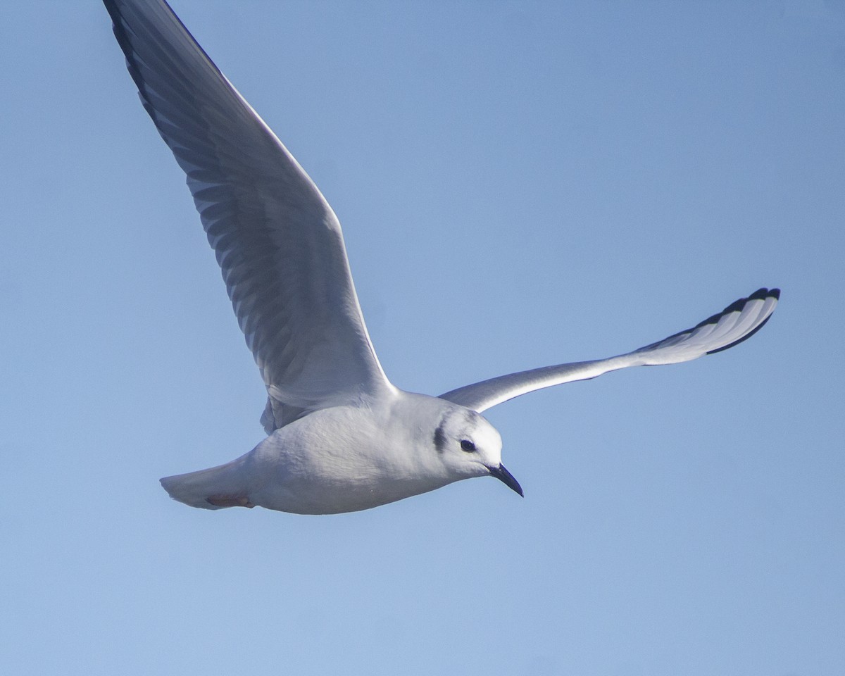 Bonaparte's Gull - ML646790876