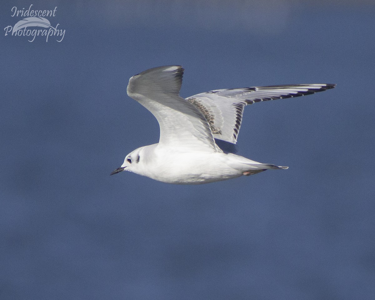 Bonaparte's Gull - ML646790878