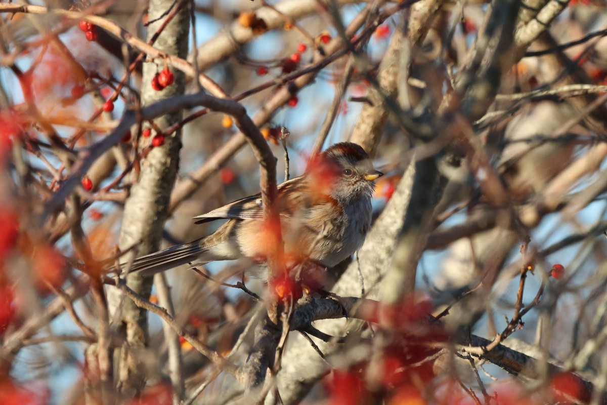 American Tree Sparrow - ML646790879