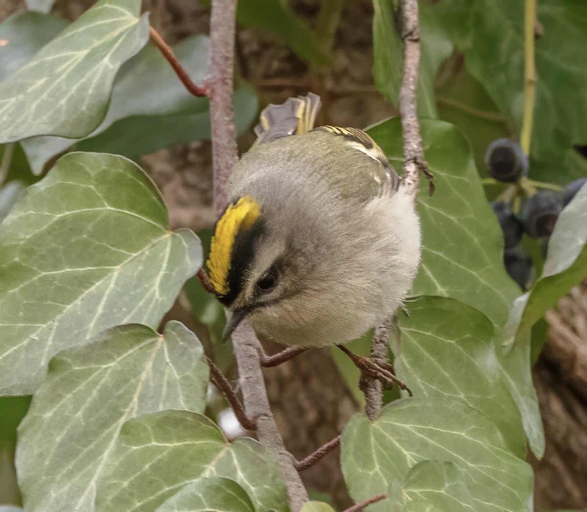 Golden-crowned Kinglet - ML646790880