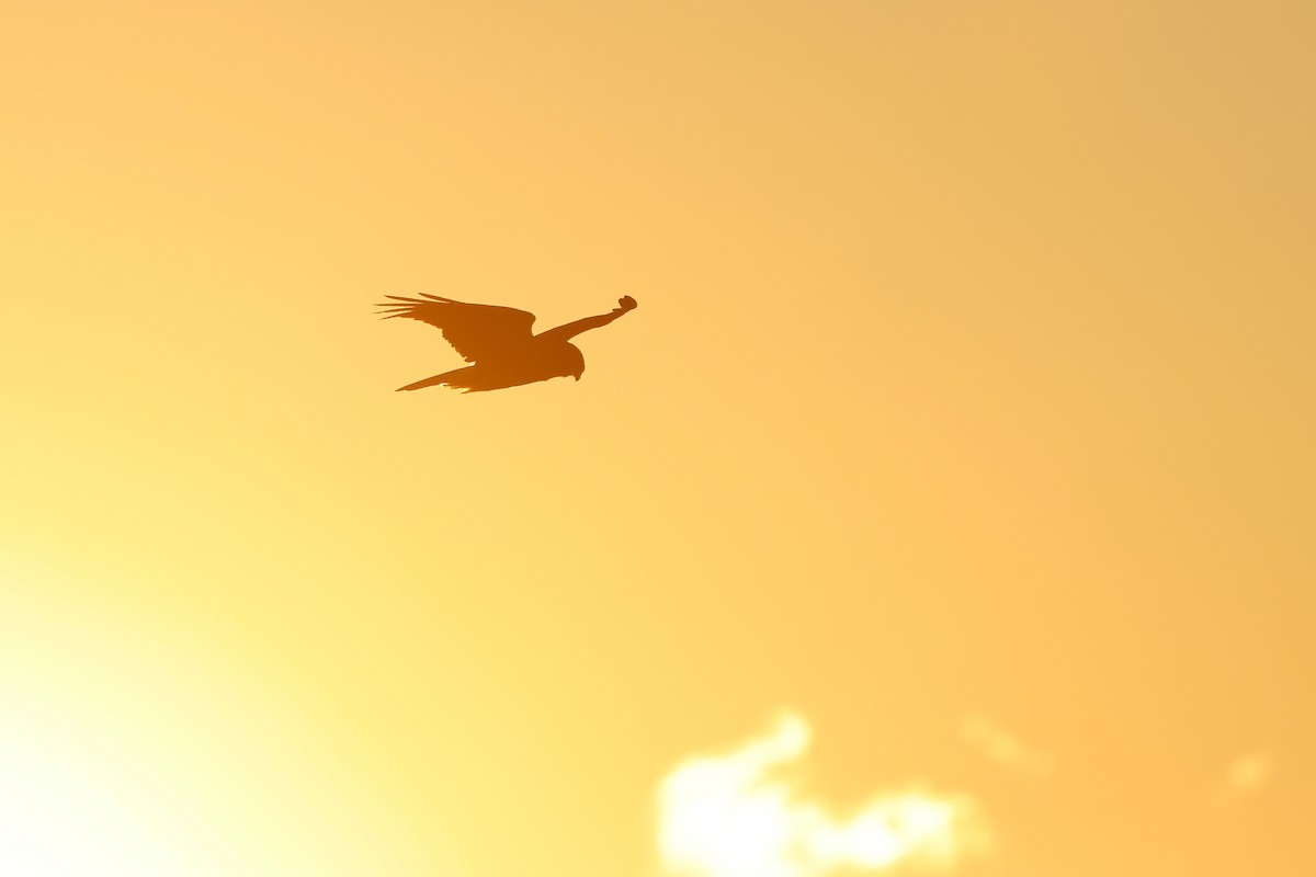 Northern Harrier - ML646790881