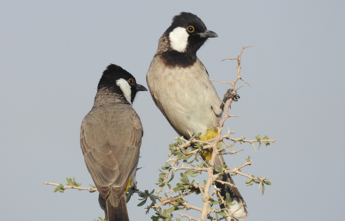 White-eared Bulbul - ML646790882