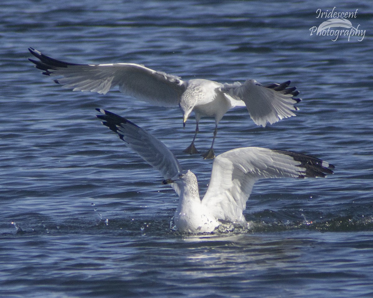 Ring-billed Gull - ML646790883