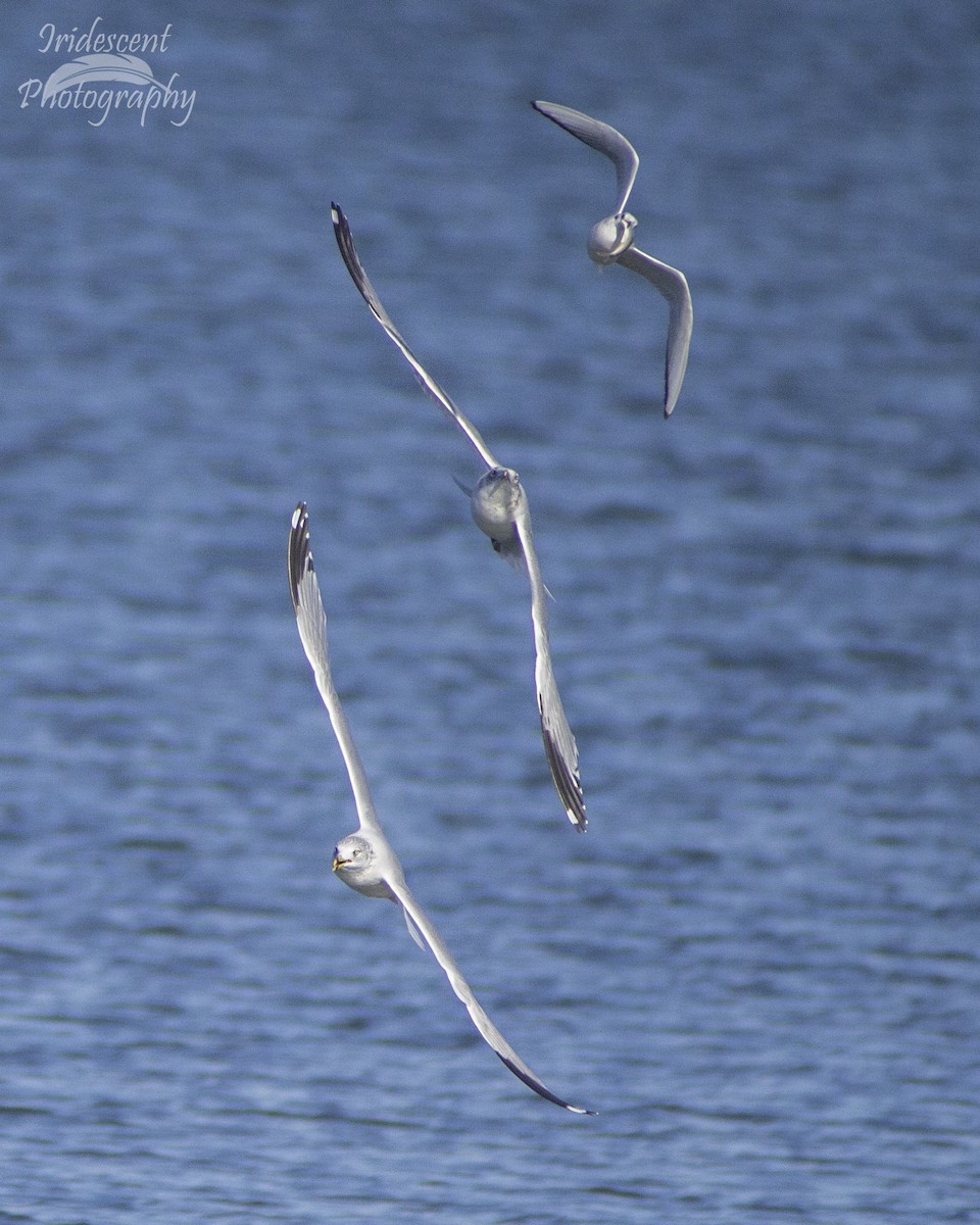 Ring-billed Gull - ML646790884