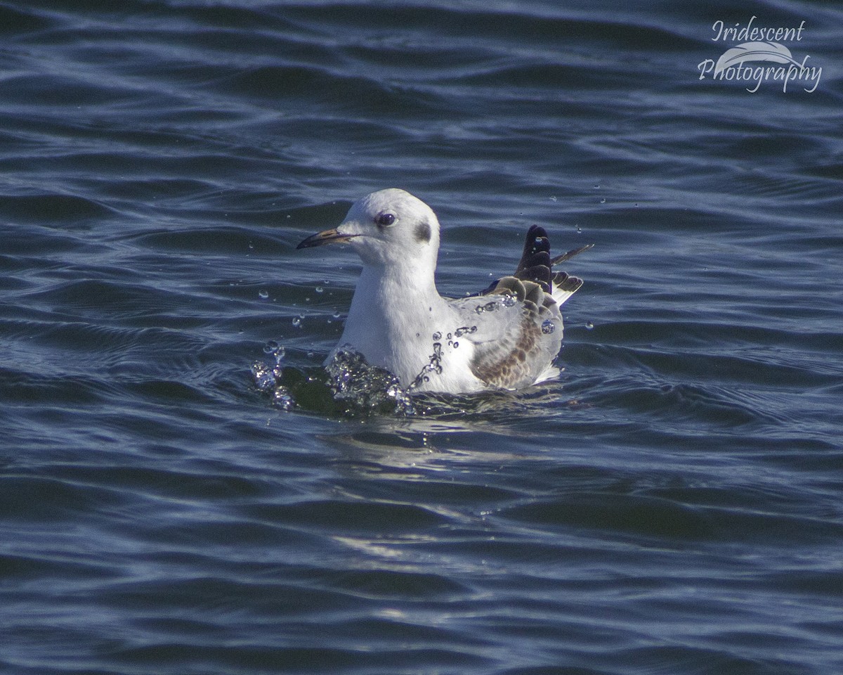 Ring-billed Gull - ML646790886