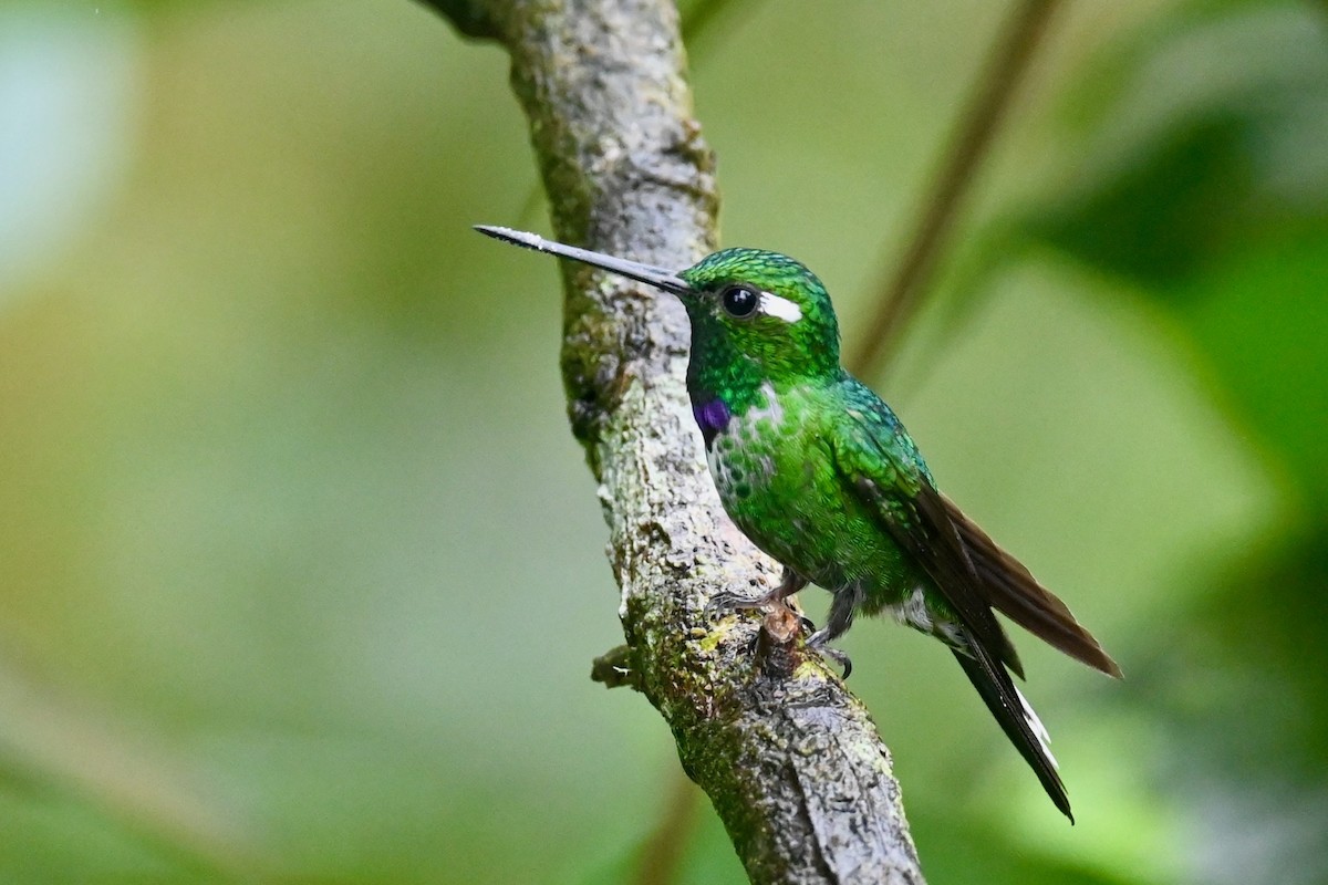 Purple-bibbed Whitetip - ML646790887