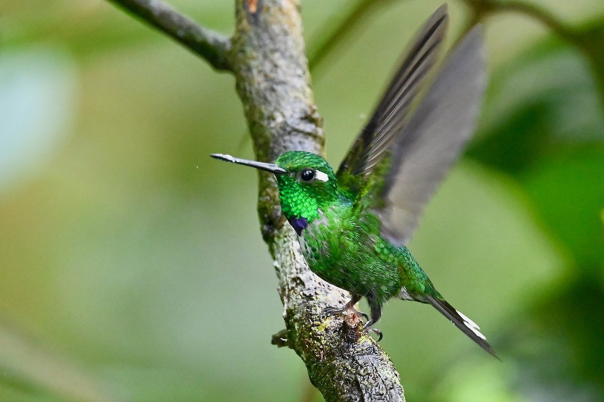 Purple-bibbed Whitetip - ML646790888