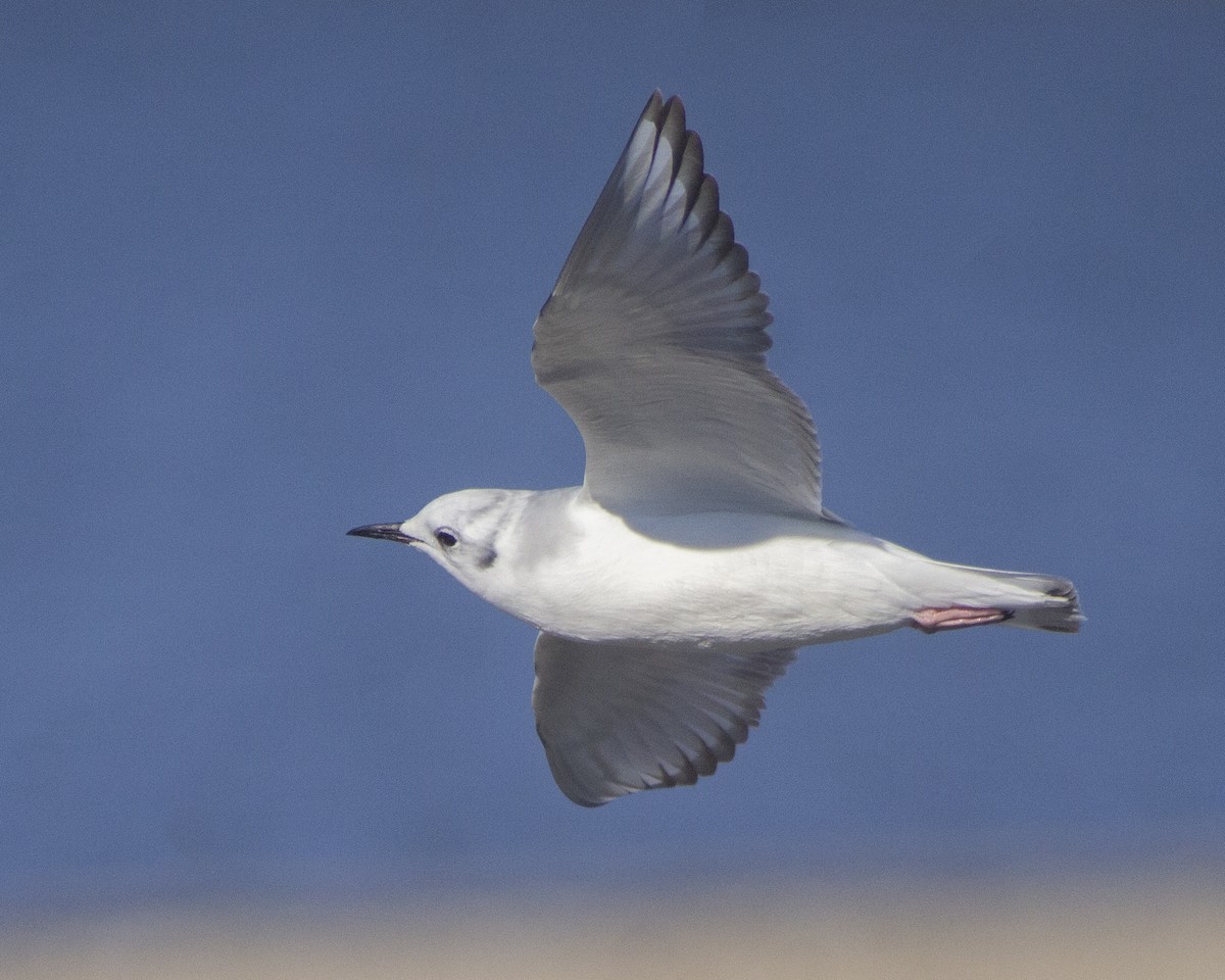 Bonaparte's Gull - ML646790889