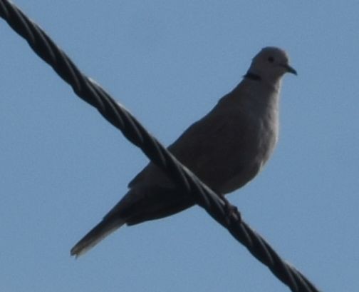 Eurasian Collared-Dove - ML646790890