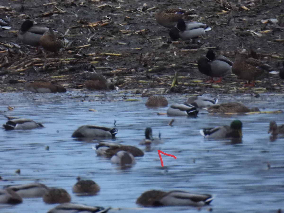 Кряква x Шилохвость (гибрид) - ML646790895