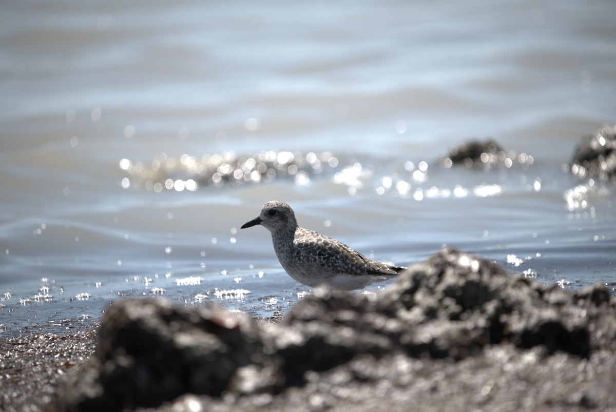 Black-bellied Plover - ML646790896