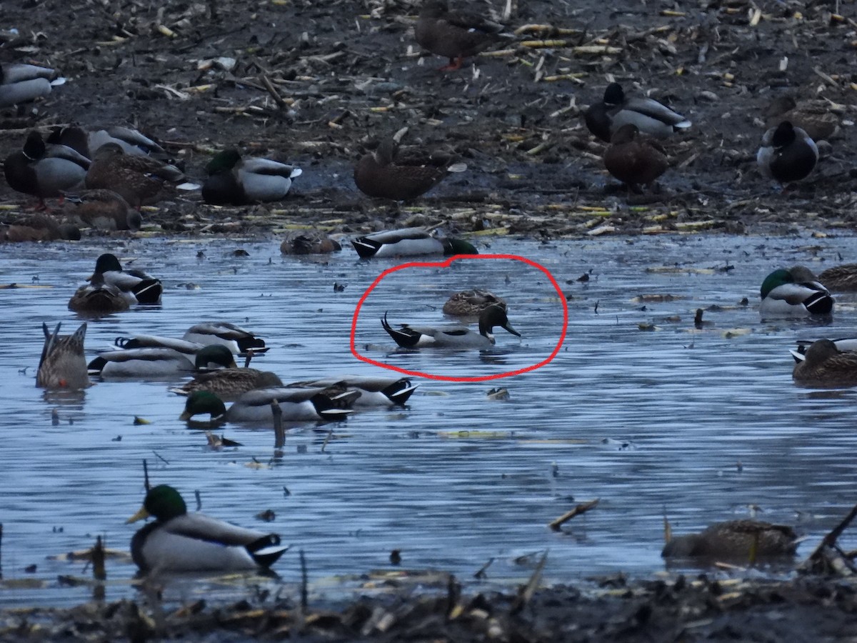 Кряква x Шилохвость (гибрид) - ML646790897