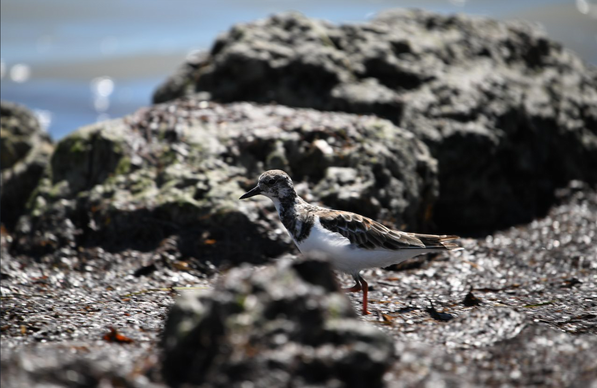 Ruddy Turnstone - ML646790898