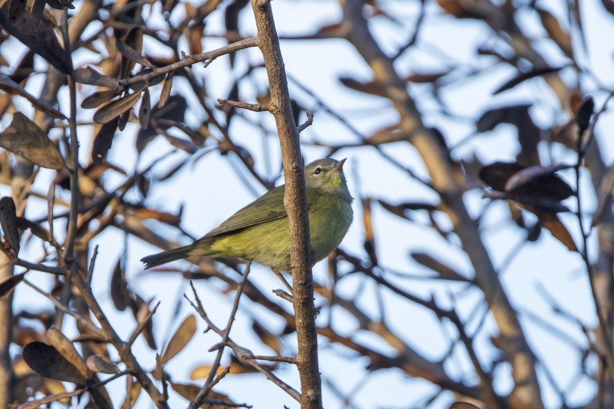 Orange-crowned Warbler - ML646790899