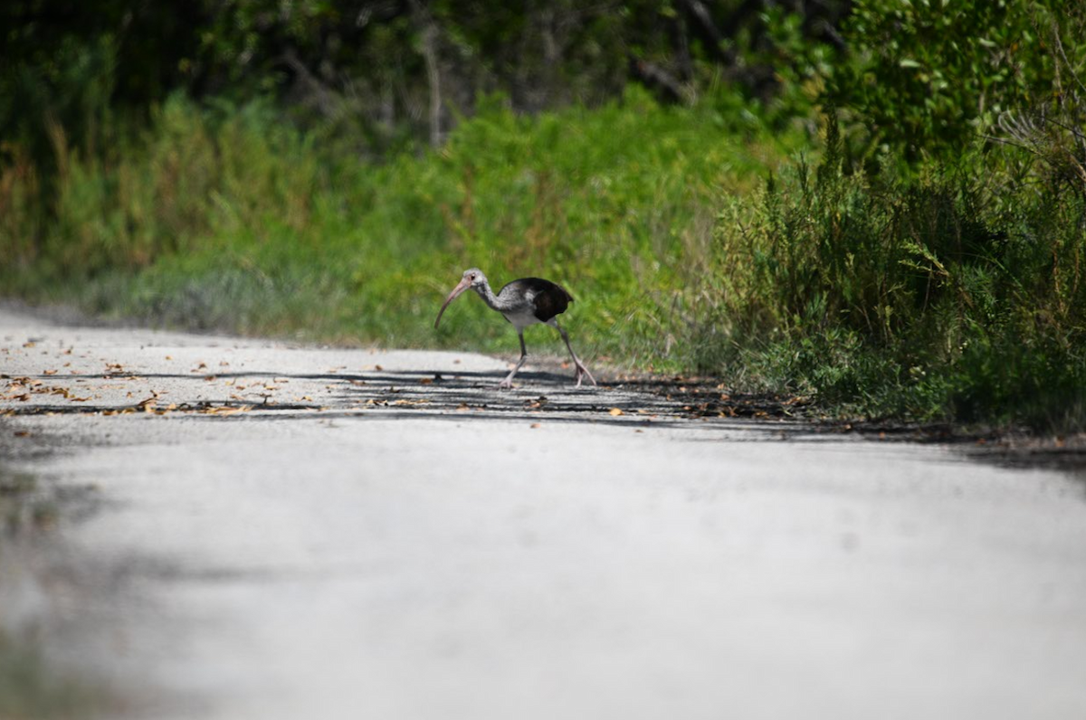 White Ibis - ML646790901