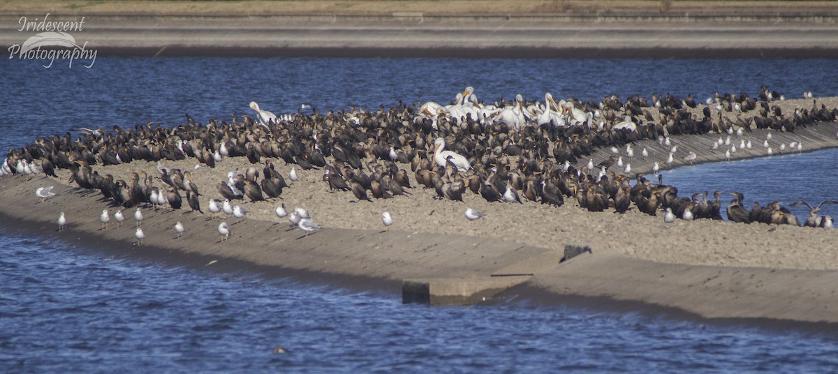 Double-crested Cormorant - ML646790904