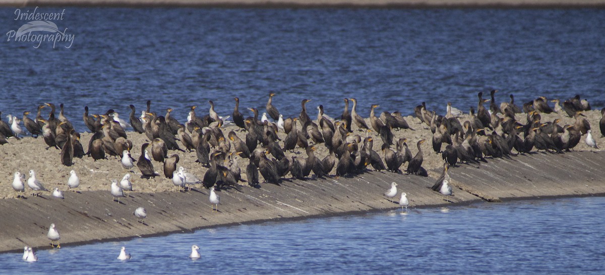 Double-crested Cormorant - ML646790905