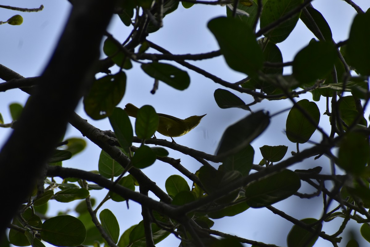 Northern Yellow Warbler - ML646790906