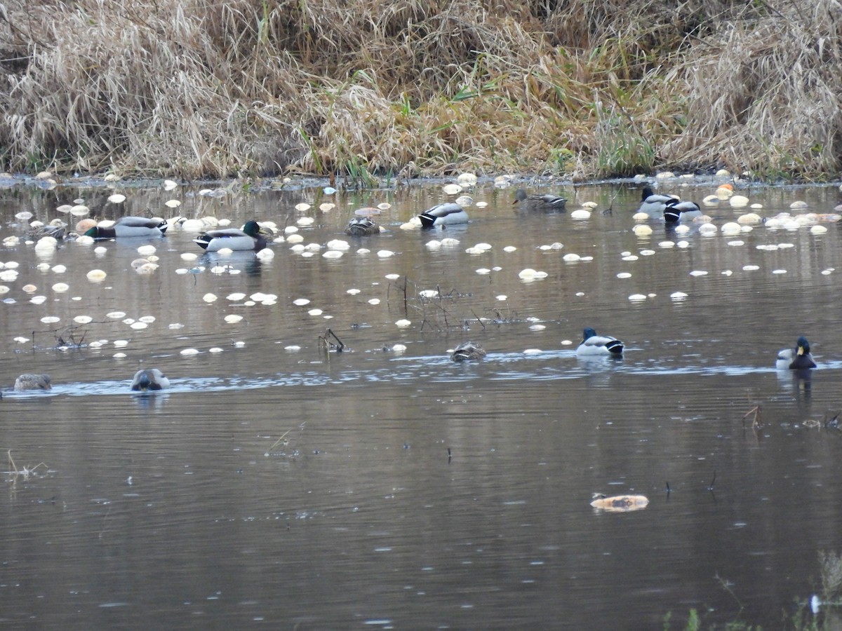 Кряква - ML646790908