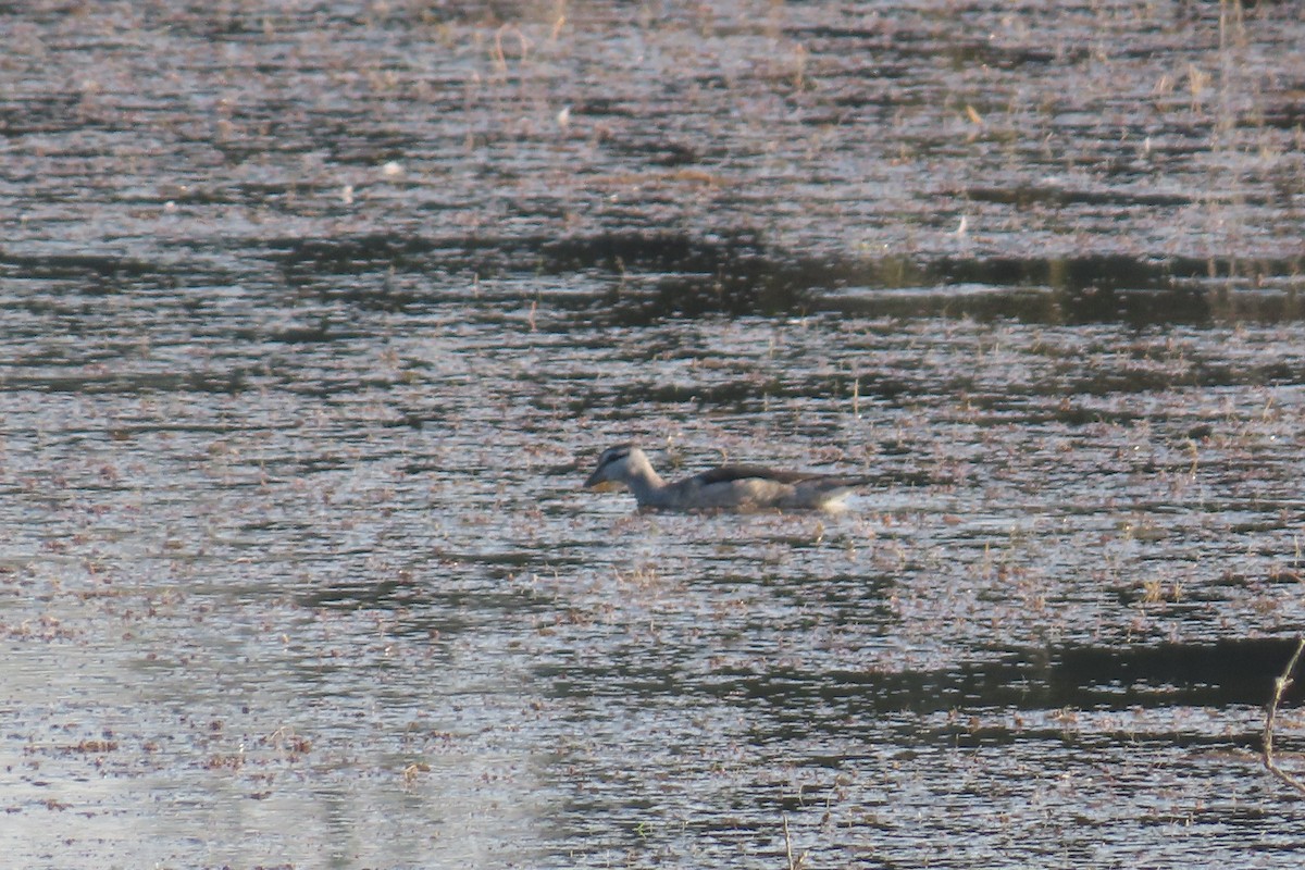 Cotton Pygmy-Goose - ML646790909