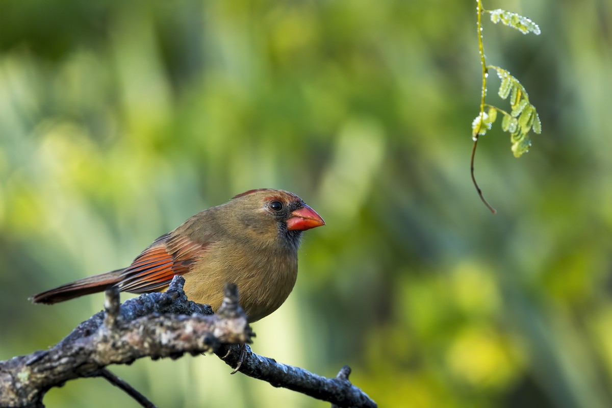 Rotkardinal - ML646790912