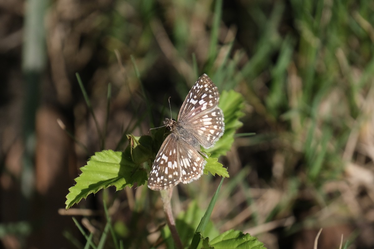 Tropical Checkered-Skipper - ML646790913