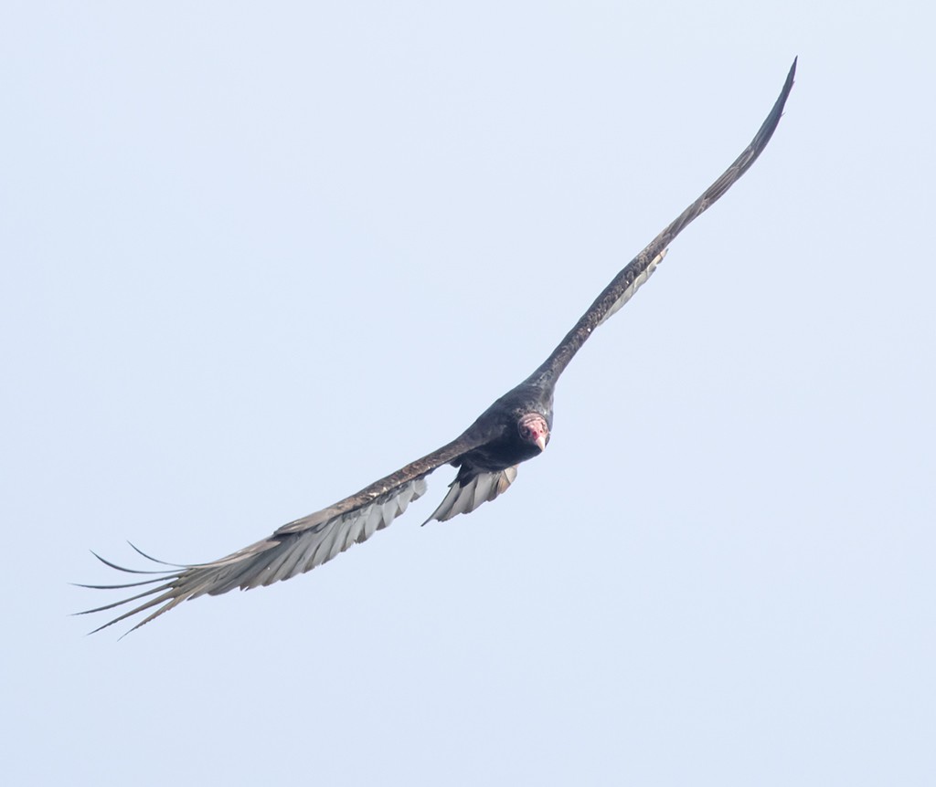 Turkey Vulture - ML646790914