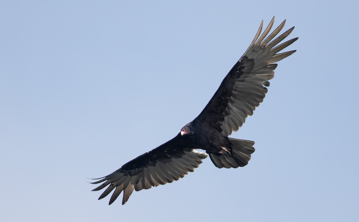 Turkey Vulture - ML646790915