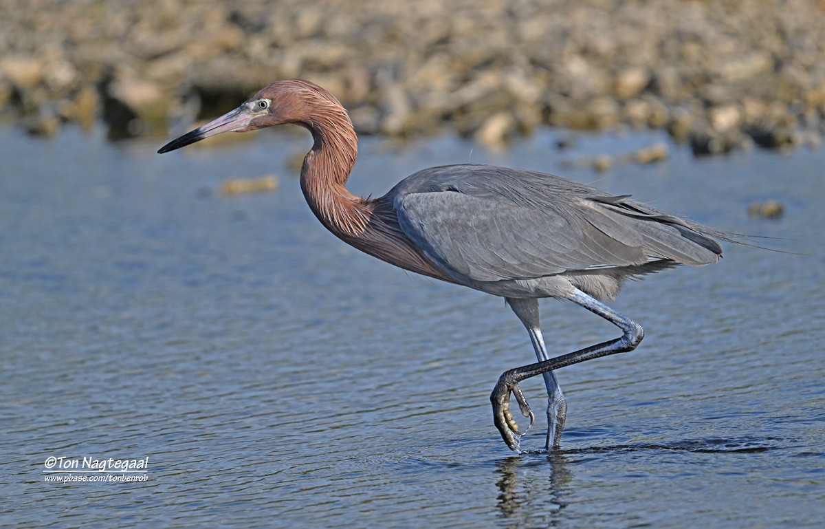 Reddish Egret - ML646790916