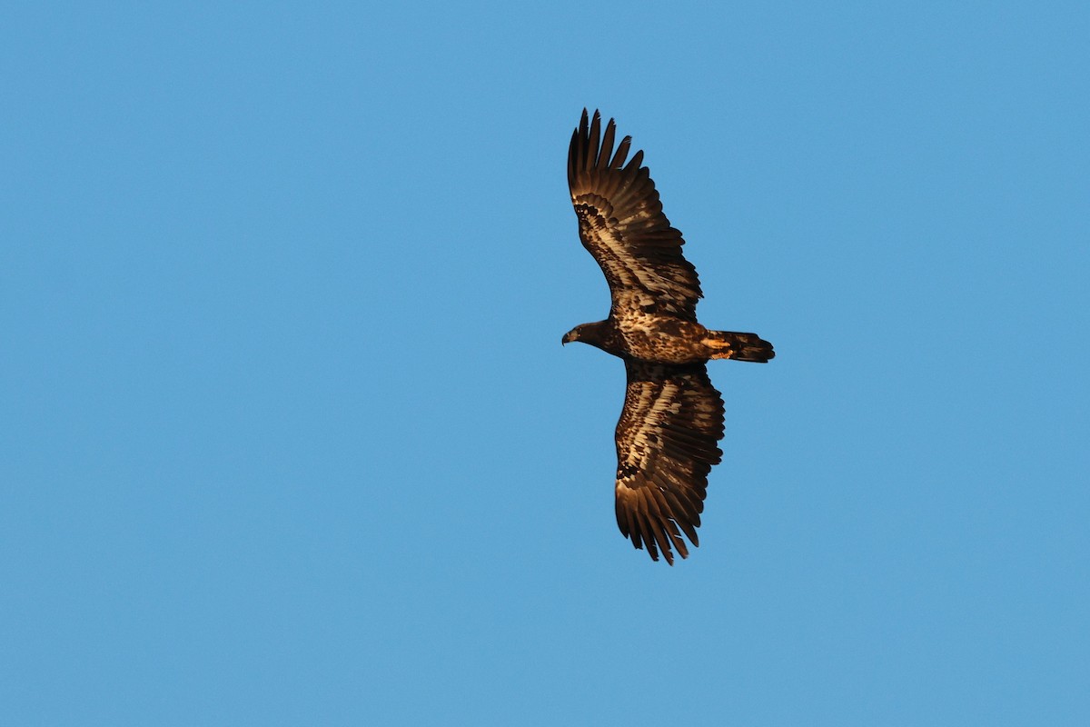 orel bělohlavý - ML646790918