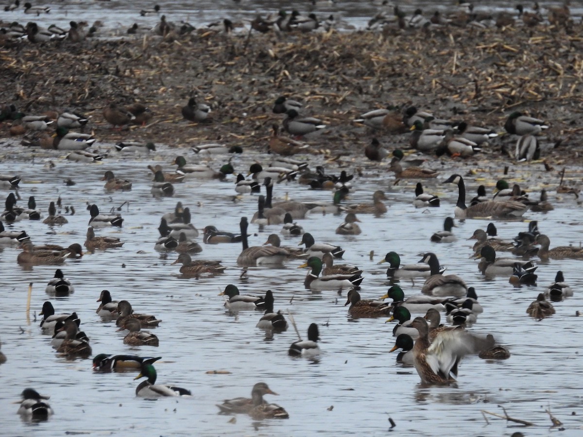 Кряква - ML646790919