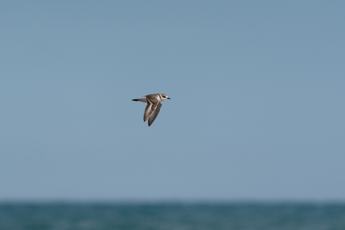 シロチドリ - ML646790920