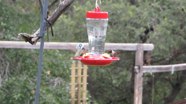 Колібрі фіолетовогорлий - ML646790921