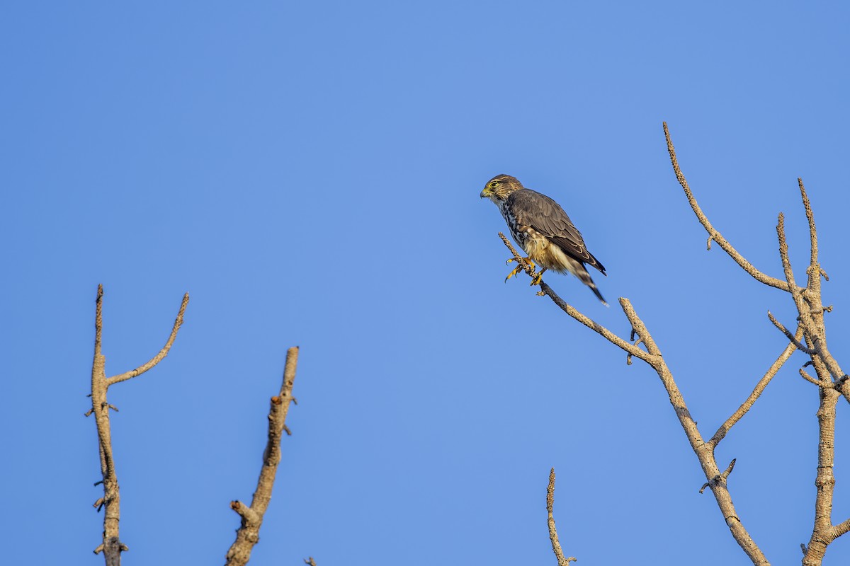 Merlin - ML646790922