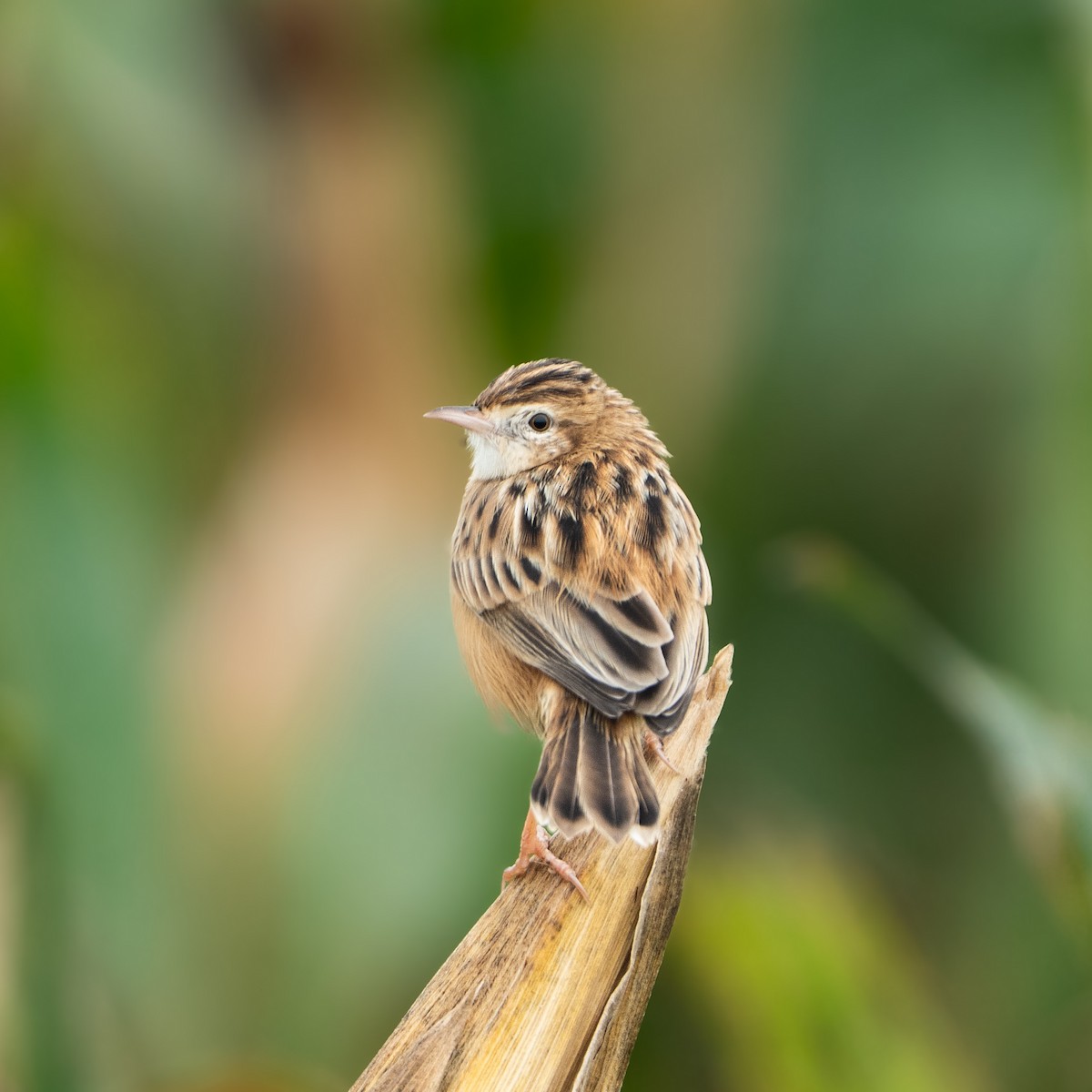 Zitting Cisticola - ML646790929