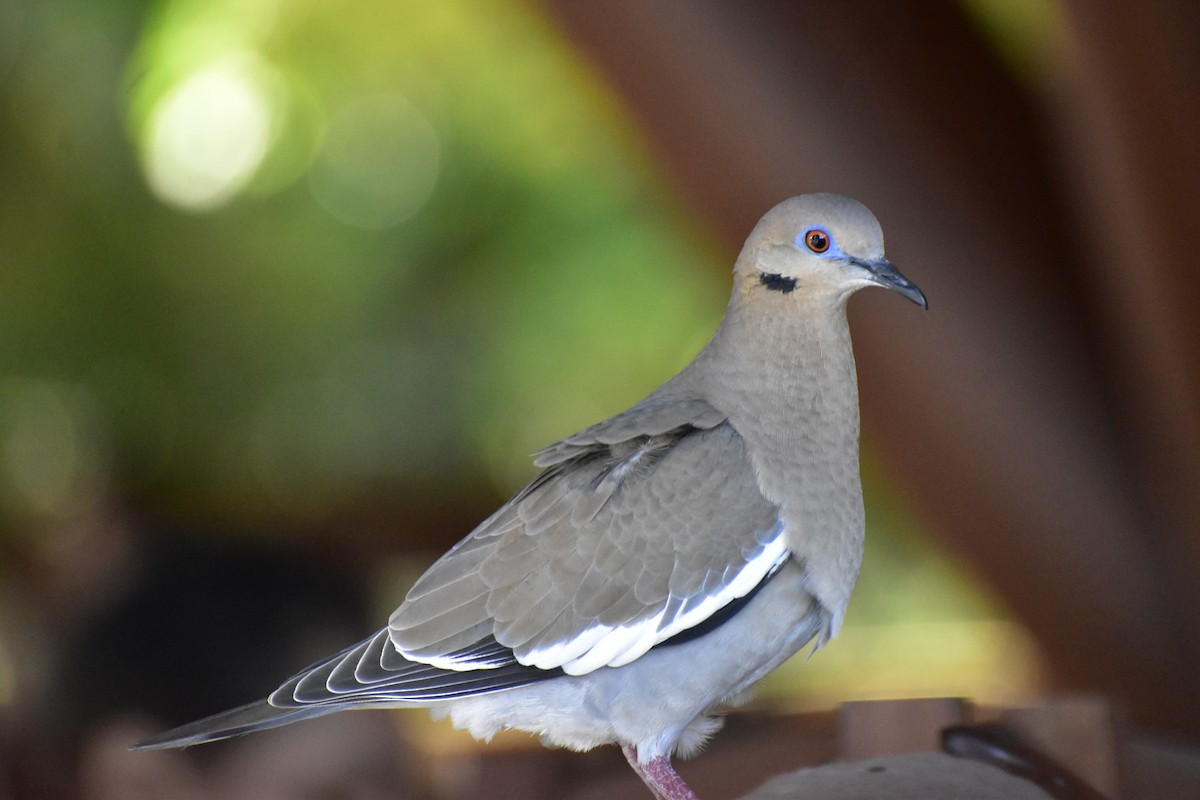 White-winged Dove - ML646790930