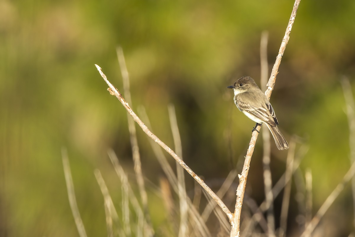Weißbauch-Phoebetyrann - ML646790931