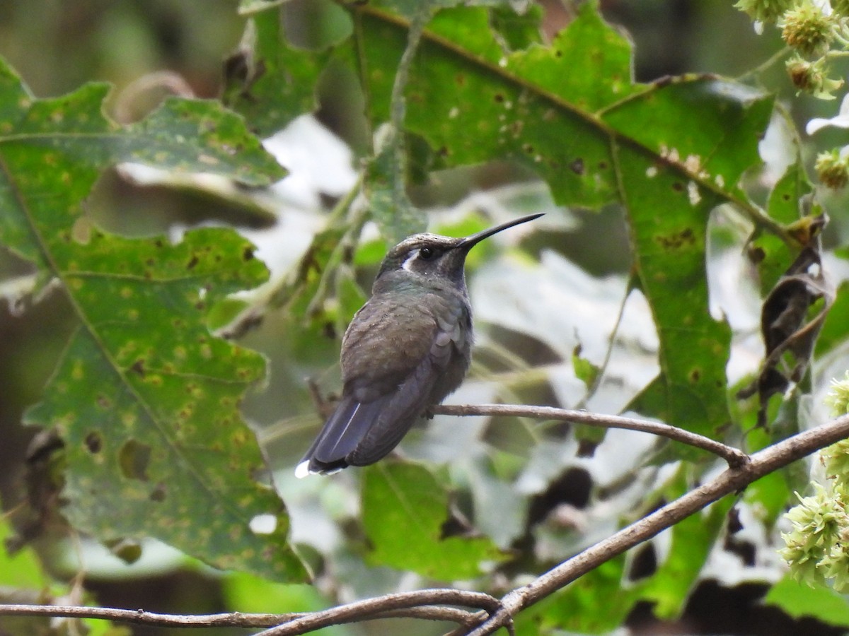 Blue-throated Mountain-gem - ML646790943