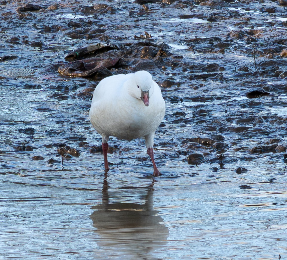 husa bělostná - ML646790946