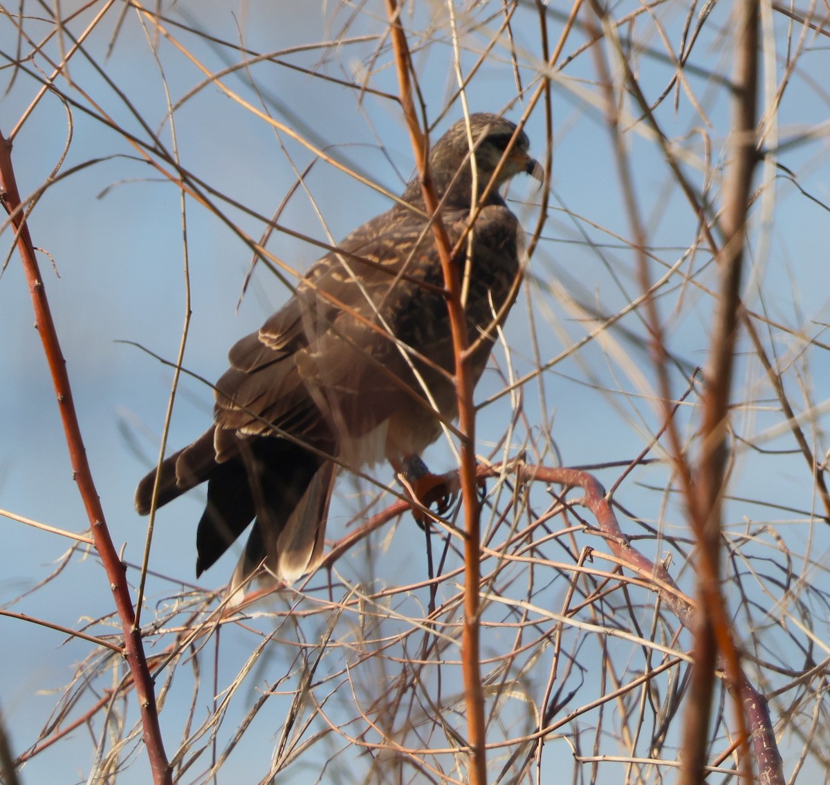 Snail Kite - ML646790947