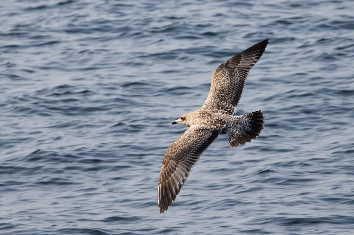 Goéland de Californie - ML646790948