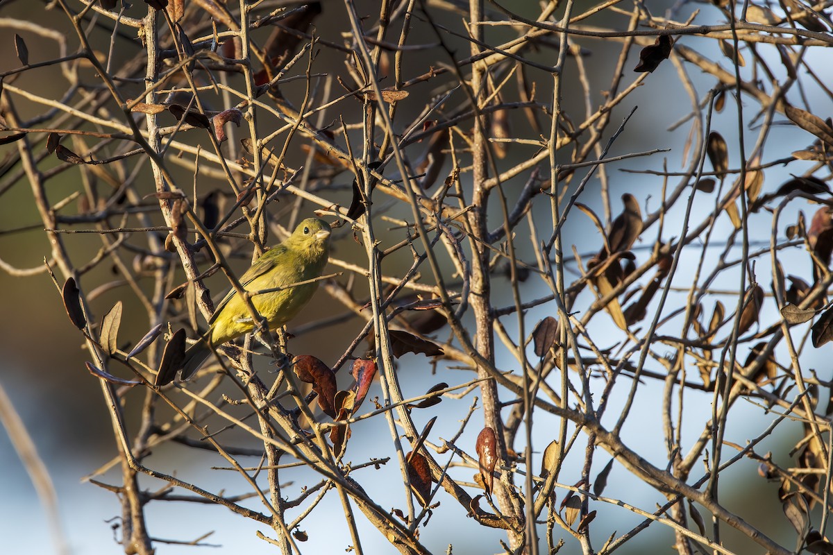 Papstfink - ML646790950