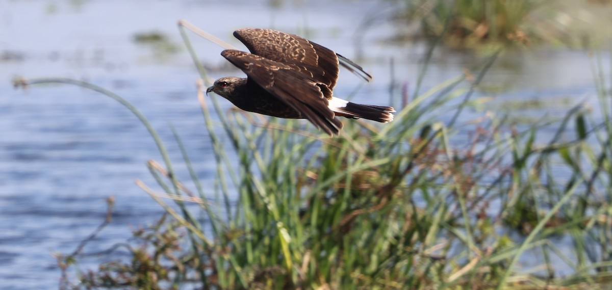 Snail Kite - ML646790958