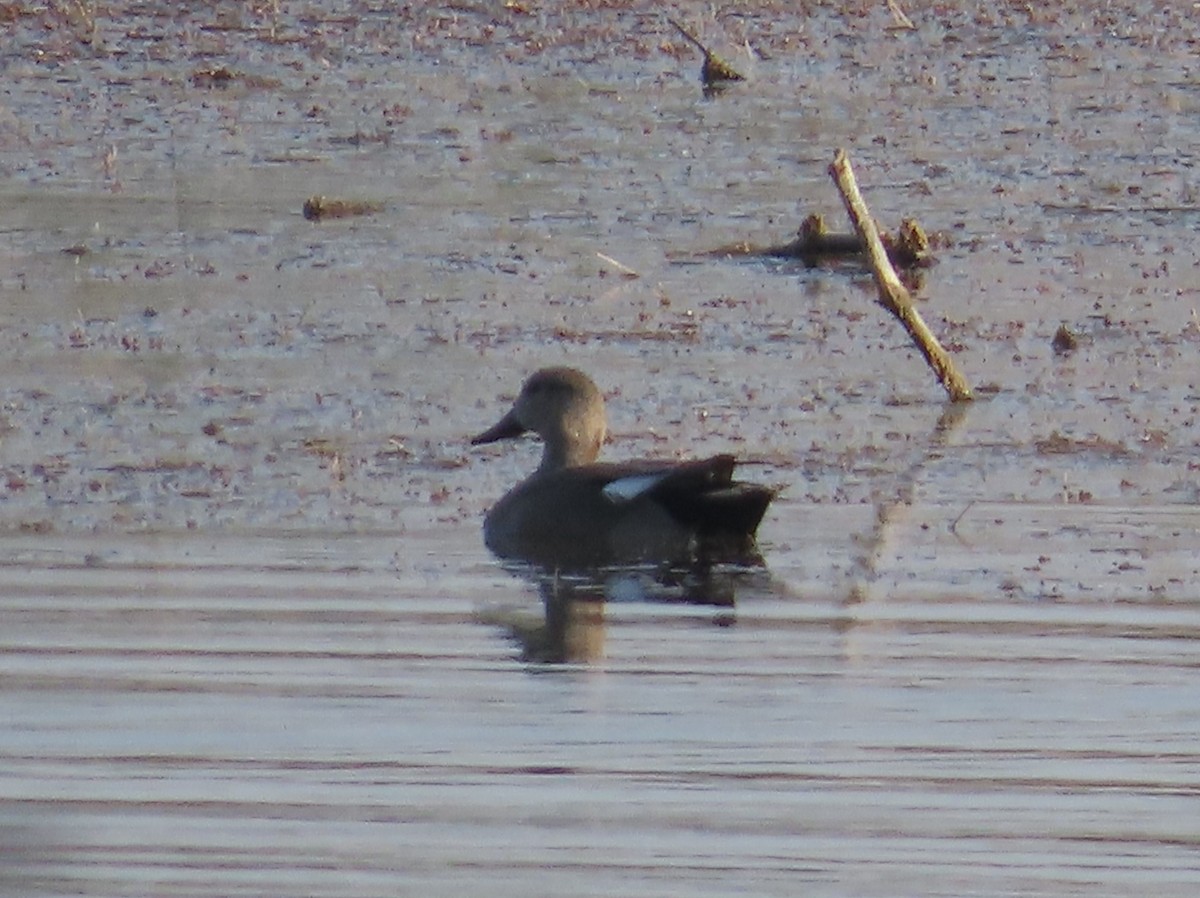 Gadwall - ML646790961