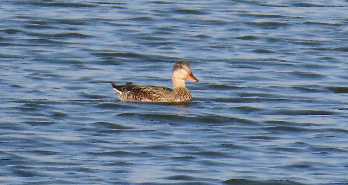 Gadwall - ML646790962