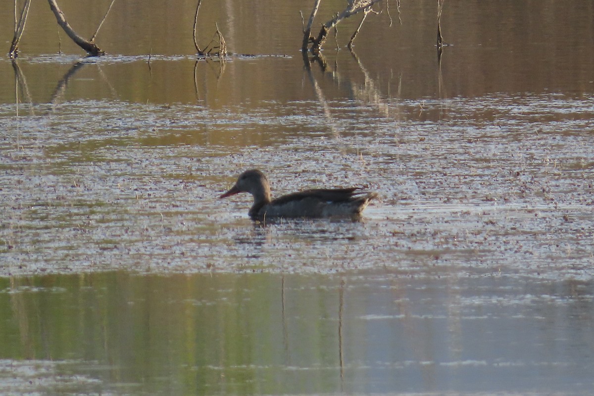 Gadwall - ML646790963