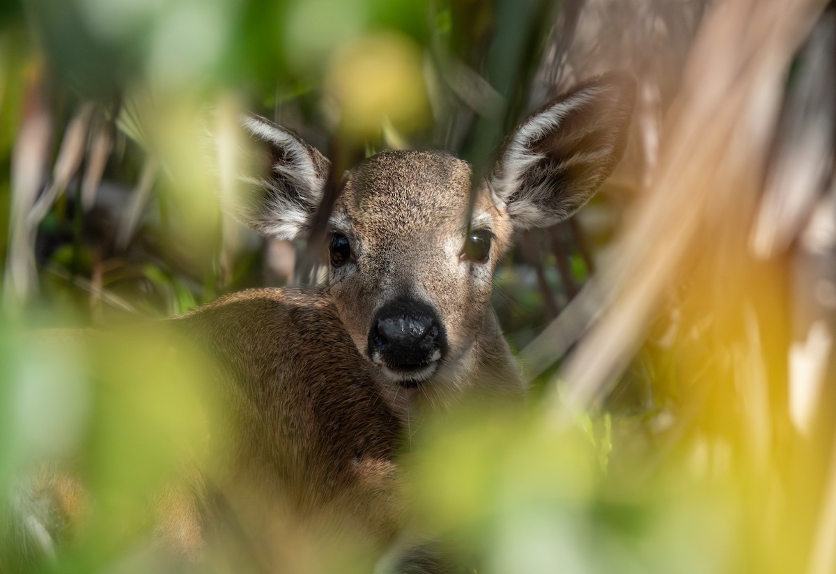 Key Deer - ML646790964