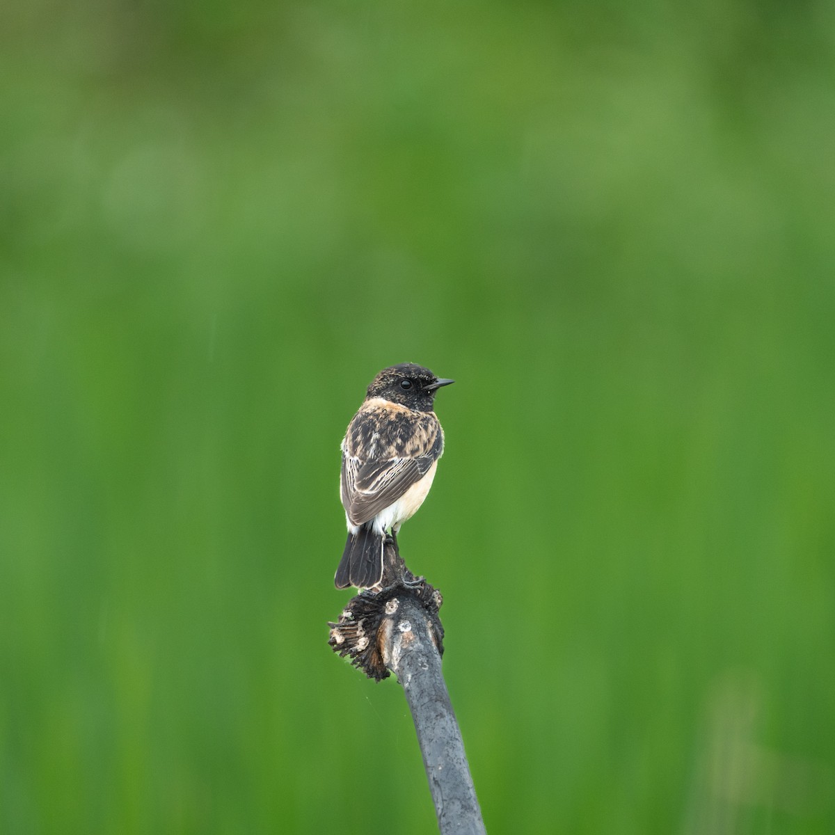 Siberian Stonechat - ML646790967
