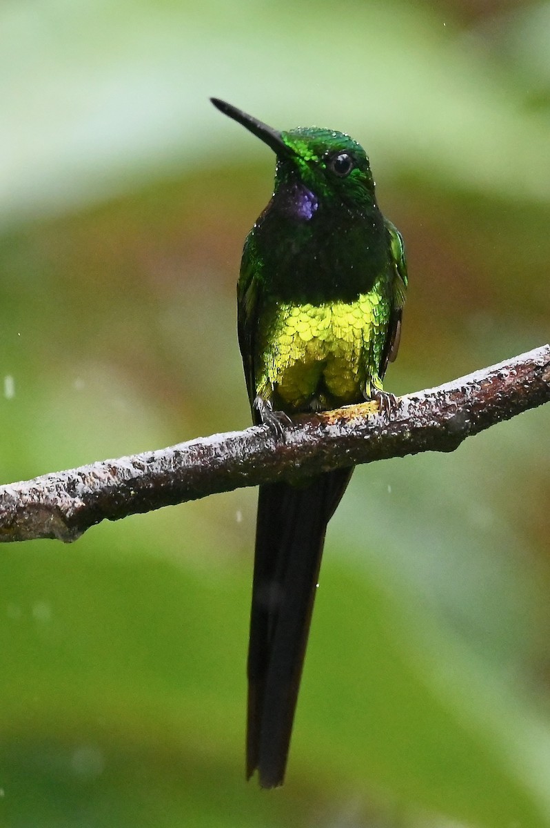 Empress Brilliant - ML646790968